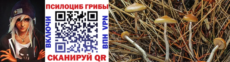 как найти закладки  Михайловка  Псилоцибиновые грибы Magic Shrooms 